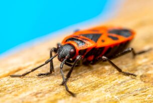 Bedbug Extermination