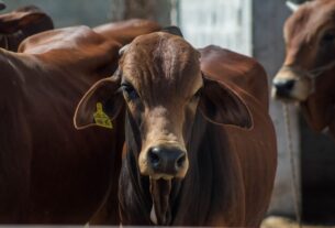 supplier of livestock feed