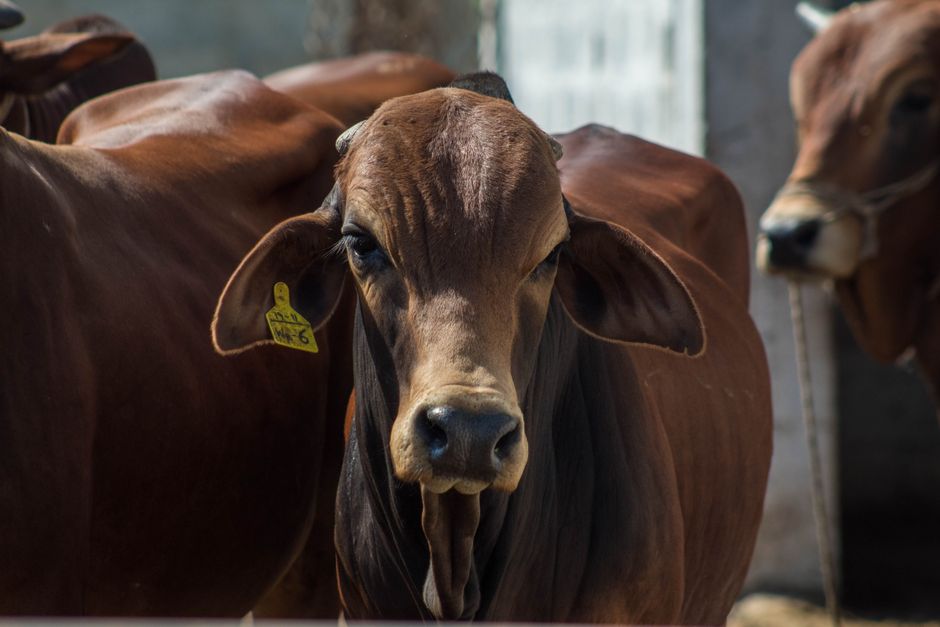 supplier of livestock feed