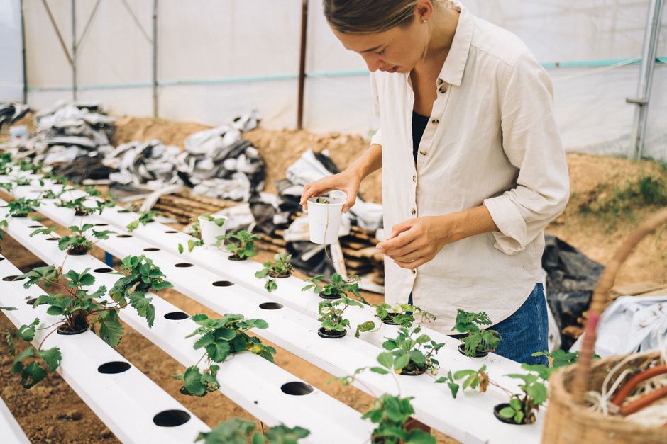 aquaponics kit