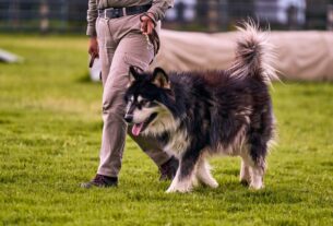 犬のしつけ教室
