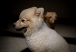 peluquería canina cerca