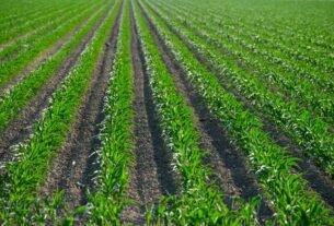 crop insurance