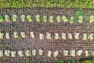 crop insurance