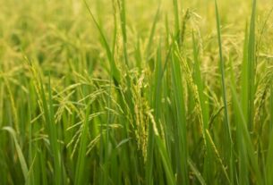 crop insurance