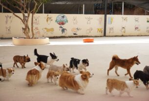 犬の保育園