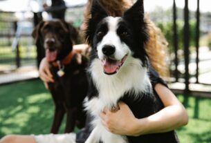 犬の保育園