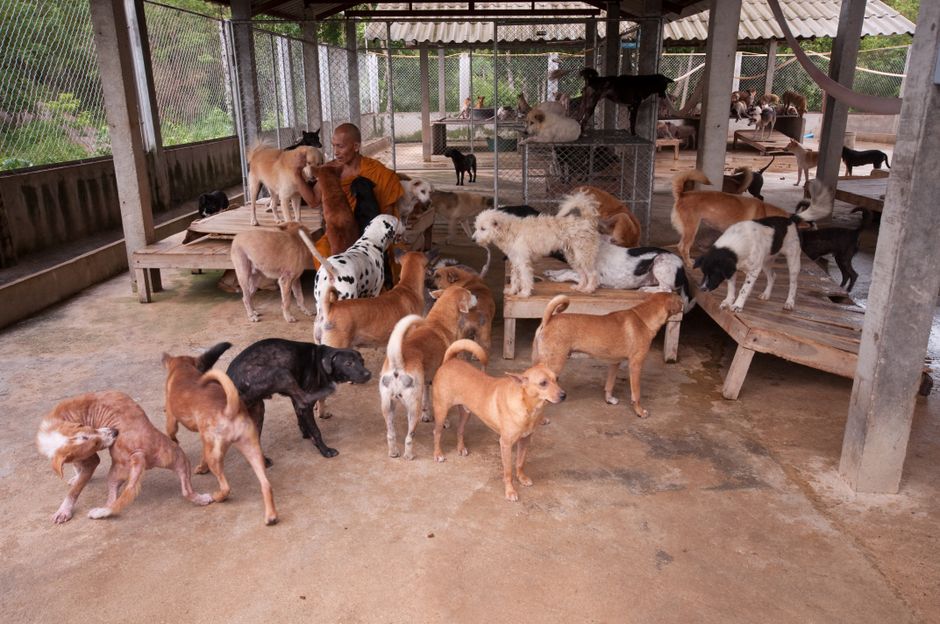 犬の保育園